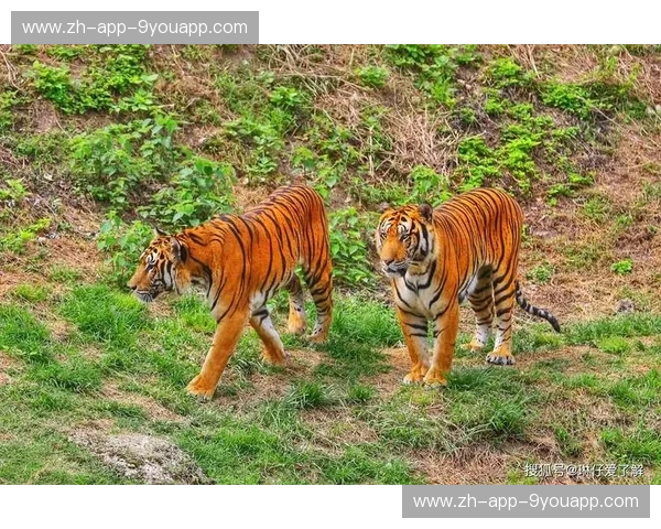 巅峰之夜：当华南虎遇上金牛，谁才是南方篮坛的终极统治者？